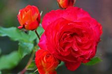 神奇的玫瑰和玫瑰公主 - 童话故事作文700字