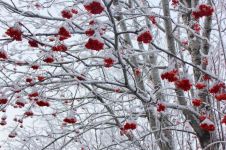 冬季的一株腊梅树作文800字
