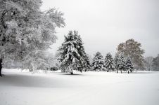 第一场雪 - 校园雪景作文500字