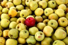 美味的苹果 - 描写水果的说明文500字