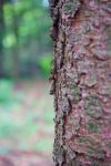小树和蚂蚁 - 关于树的作文500字