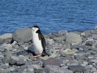 南极精灵——企鹅作文