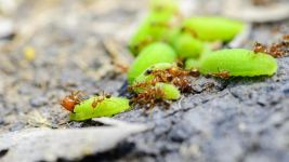 小蚂蚁吃大青虫 - 叙事作文200字