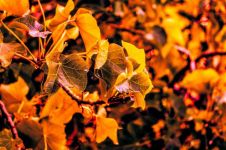 秋天的树叶 - 写景的作文300字