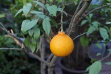 橘子树 - 描写橘树的作文200字