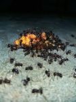 小蚂蚁搬香蕉 - 童话作文550字