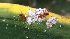 战蚂蚁 - 关于小动物的作文1000字