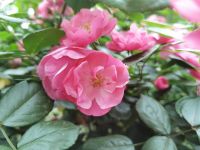 花之韵——蔷薇·梅花·玫瑰