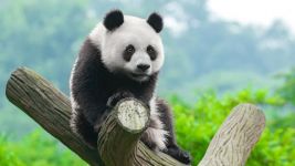 可爱的大熊猫 - 关于熊猫的作文700字