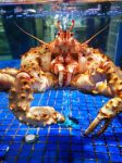 太平洋帝王蟹