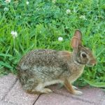小兔子请客 - 关于兔子的童话作文500字