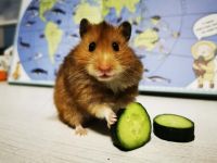 小仓鼠吃瓜子
