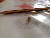 我家的小蜗牛 - 小动物作文600字