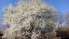 一棵树的春夏秋冬 - 关于树的四季作文500字