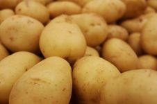 我爱家乡的马铃薯 - 关于土豆的作文1000字
