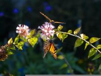 黑印金斑蝶 - 美丽的蝴蝶作文600字