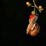蜗牛 - 关于动物的作文150字