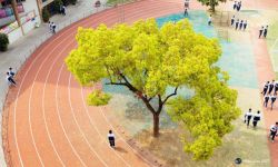 校园里的香樟树 - 描写大树的作文500字