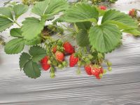 摘草莓 - 关于草莓的作文700字