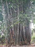 翠竹颂 - 关于竹子的作文700字