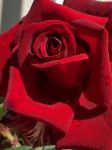 红玫瑰与白月光 - 关于家乡的作文1500字