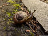 一只蜗牛的幸福旅行