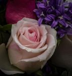 玫瑰花 - 三年级植物作文250字