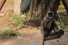 猴子的故事 - 与猴子有关的作文400字