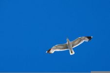 自由翱翔的海鸥 - 小动物作文500字