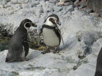 小企鹅 - 关于动物的作文100字