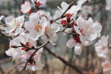 Cherry blossoms - 樱花英语作文600字
