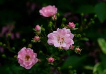 玫瑰花和桂花树 - 小学童话作文400字