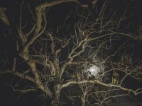 树梢上的月亮 - 描写月亮的作文800字