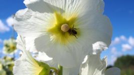 鲜花和蜜蜂的小小翅膀