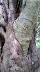 红豆杉 - 描写树木的状物作文1000字