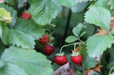 采草莓 - 小学生植物作文350字
