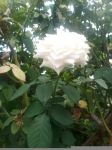 美丽的白玫瑰作文500字