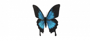 梦是蝴蝶的翅膀 - 描写朋友的作文1100字