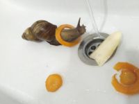 有趣的蜗牛 - 动物状物作文300字