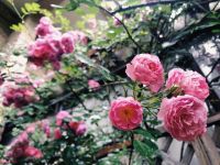 盛开的蔷薇花 - 植物作文300字
