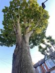 全世界最后一棵树的遭遇 - 想象作文400字