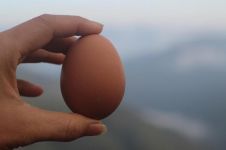 鸡蛋游泳记 - 关于鸡蛋的作文600字