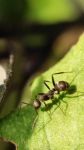 蚂蚁搬食物 - 观察小蚂蚁作文500字