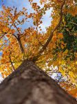 秋天的银杏树 - 写景作文350字