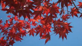 秋天的枫叶 - 大自然的启示作文700字