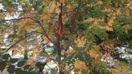 迷人的秋天 - 自然作文300字示例