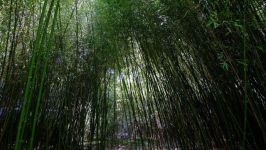 记忆中的竹林 - 四季的竹林作文900字