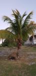 海南的椰子树 - 写物的作文400字
