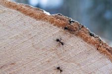 《两只蚂蚁的故事》读后感 - 记叙文350字