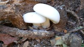 蘑菇成长记小作文